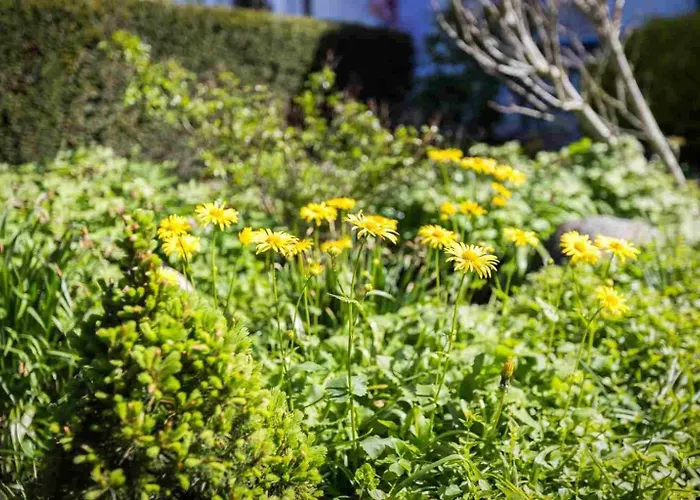 1 Id 116 * Sankt Peter-Ording